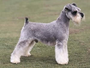 Schnauzer Miniatura Schnauzer Miniatura