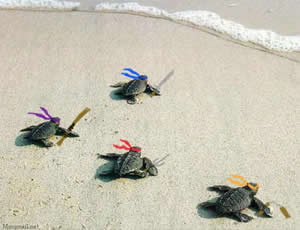Novas Tartarugas Ninjas Novas Tartarugas Ninjas