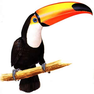 Tucano