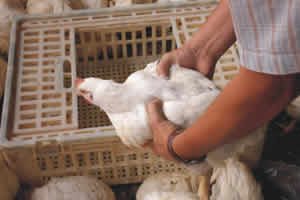 Frango para China Frango para China