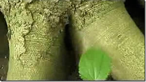 greenpeace-2 Ambiental