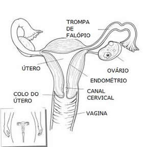 periodo-fertil-1 Período Fértil