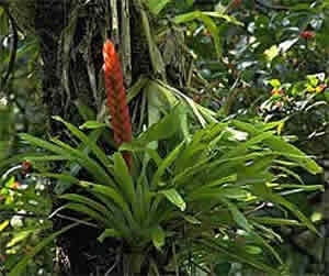planta-1 Vias