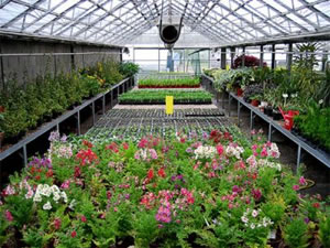 Plantas em Estufas Plantas em Estufas