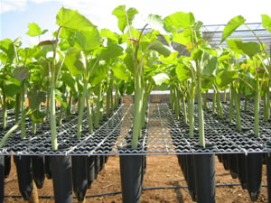Plantas em Estufas Mudas