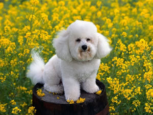 Poodle Poodle