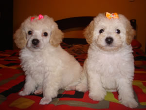 Poodle Imagem