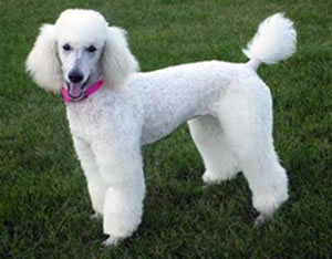 Poodle Características