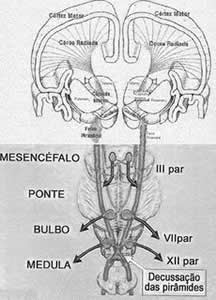 sindrome-2 Metoclopramida