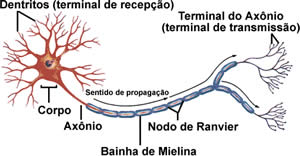 Autonomo