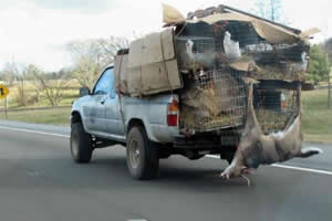 Transporte Ilegal Transporte Ilegal