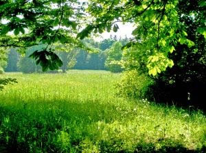 Biodiversidade Biodiversidade