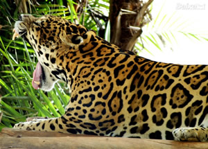 Biodiversidade Imagem