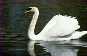 Cisne Branco