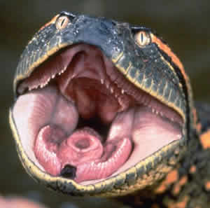 Anaconda Anaconda