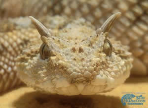 Cerastes Cerastes