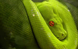 Cobra Verde Cobra Verde