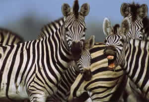 Animal Zebra Animal Zebra