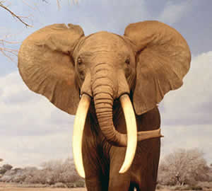 Elefante Africano Elefante Africano