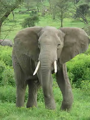 Alimentação Elefante Africano