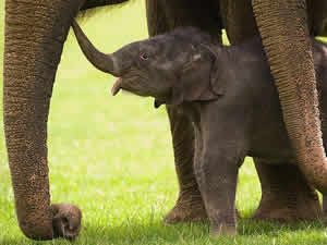 Características Elefante Africano