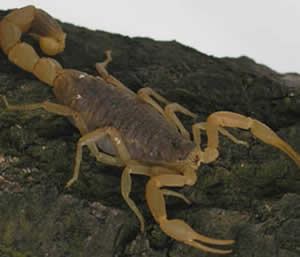 Escorpião Dourado Escorpião Dourado