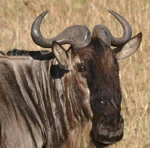 Gnu