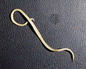 Lombriga Lombriga