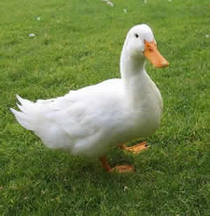 Pato Pato