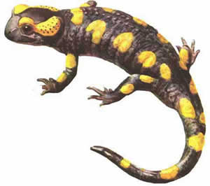 Salamandra-de-fogo Salamandra-de-fogo