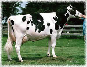 Vaca Holandesa Vaca Holandesa