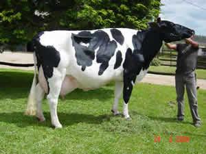 Vaca Leiteira Vaca Leiteira