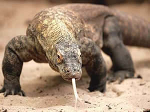 largato-2 Imagem