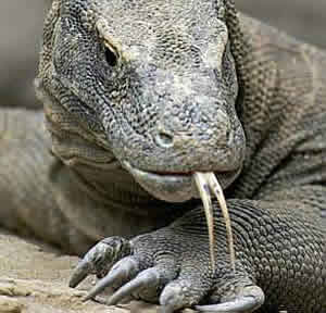 largato-3 O Largato Dragão de Komodo