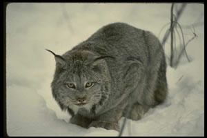 lince-1 Fotos