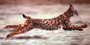 lince-2 Caracteristicas