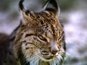 lince-3 Lince