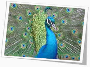pavao-1 Desenho
