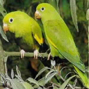 periquito-1 Verde