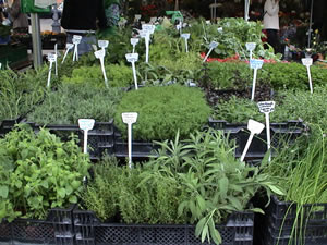 Plantas Medicinais Fotos