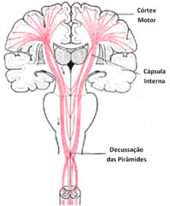 Posterior