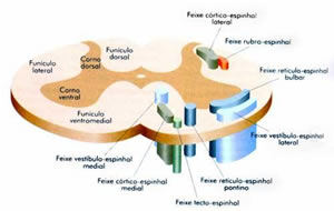 Anterior