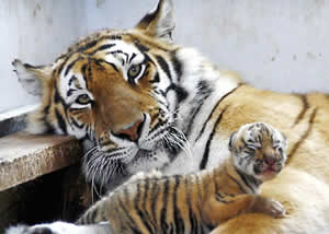 tigre-1 Foto