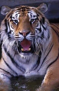tigre-2 Tigre Siberiano
