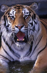 Tigre Siberiano