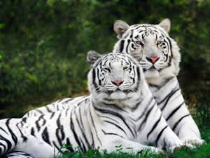 tigre-3 Branco