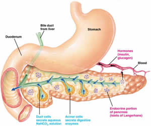 Pancreas