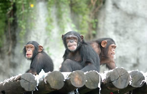 Zoológico SP Imagens