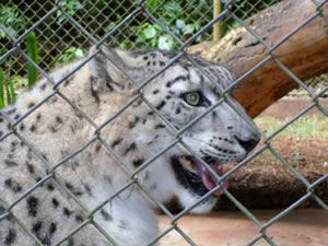 Zoológico SP Animais