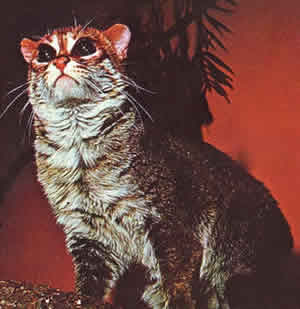 Gato-malaio Gato-malaio
